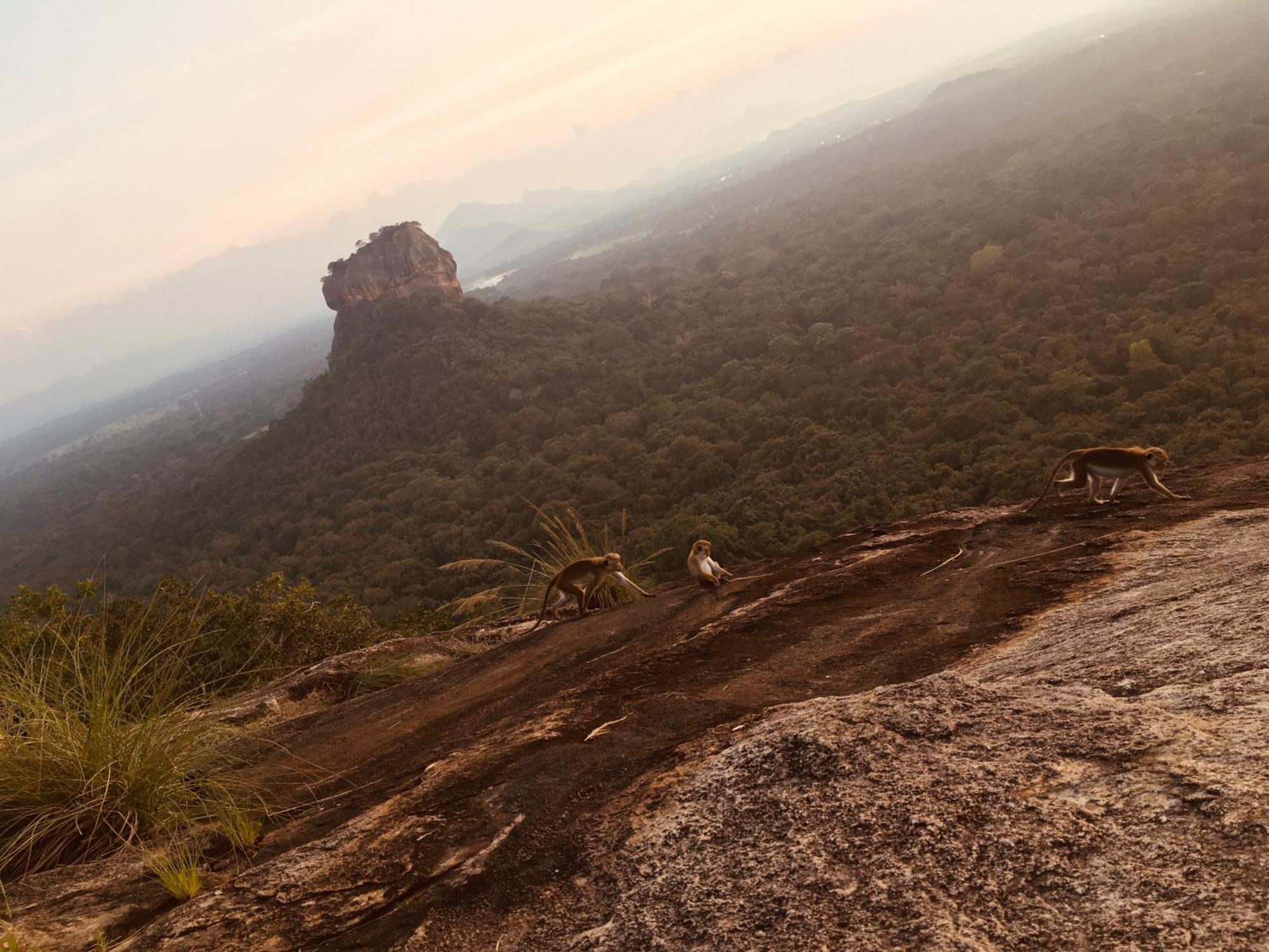 Hotel Sigiriya Kele Экстерьер фото